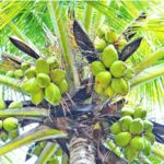එක්සත් ජනපද අපනයනයන් සඳහා 20%ක තීරුබදු සහනයක් ලබා ගැනීම සම්බන්ධයෙන් ලංකා පොල් කර්මාන්ත මණ්ඩලය රජයට ස්තුතිය පල කරයි