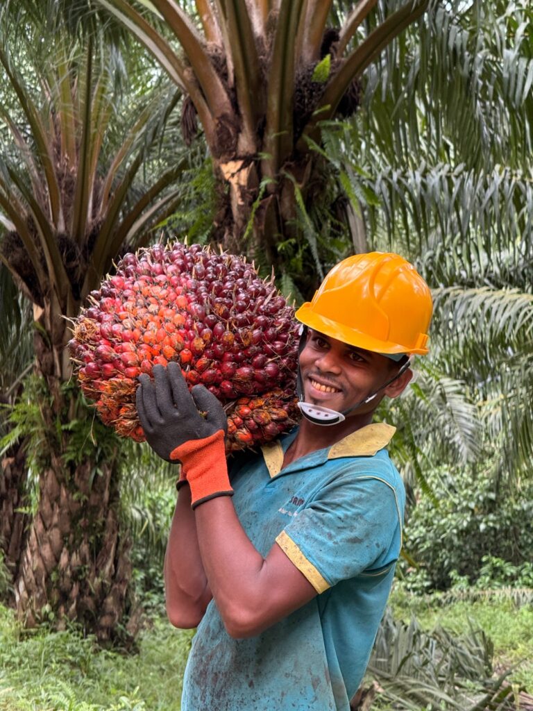 தேசிய பொருளாதார மீட்புக்காக ஃபாம் ஒயில் செய்கையை மீண்டும் ஆரம்பிக்க அரசாங்கத்தை வலியுறுத்துகிறது பெருந்தோட்ட முதலாளிமார் சம்மேளனம்