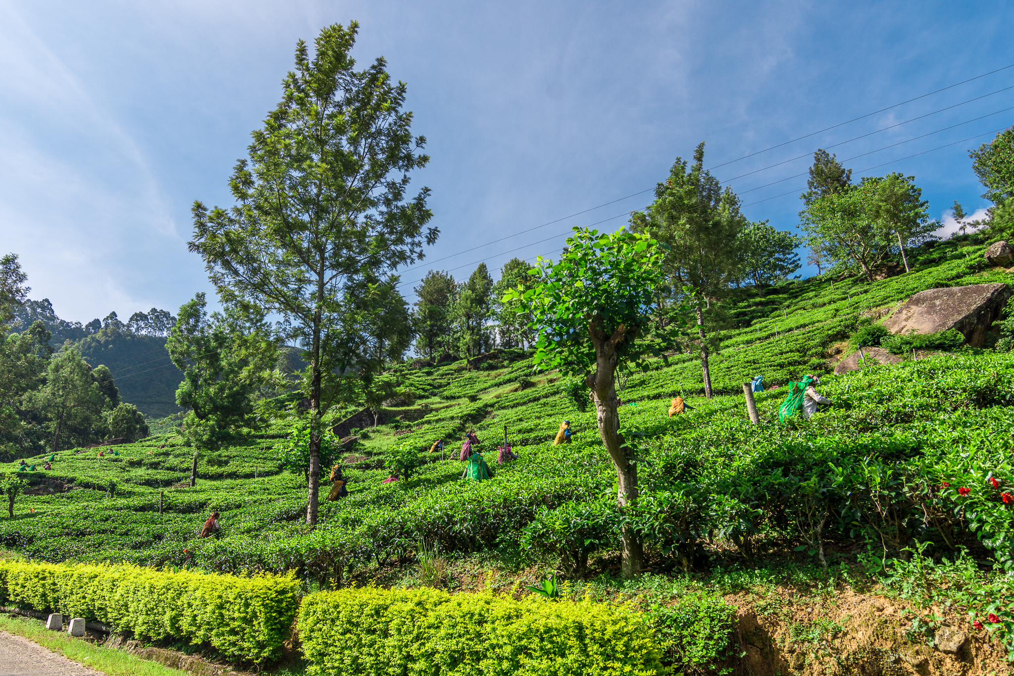 பாரம்பரியம் மற்றும் நிலைத்தன்மையுடன் முன்னேறும் Dunsinane Estate