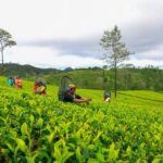 லபுக்கெல்ல தோட்டத்தின் கதை – பாரம்பரிய தேயிலைப் பாரம்பரியமும் எதிர்காலப் புத்தாக்கத்தையும் சங்கமிக்கும் ஒரு கலவை