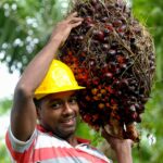 மௌனமாக மில்லியன் கணக்கில் இழப்பு: இலங்கை ஏன் உடனடியாக ஒயில் ஃபாம்தடையை நீக்க வேண்டும்