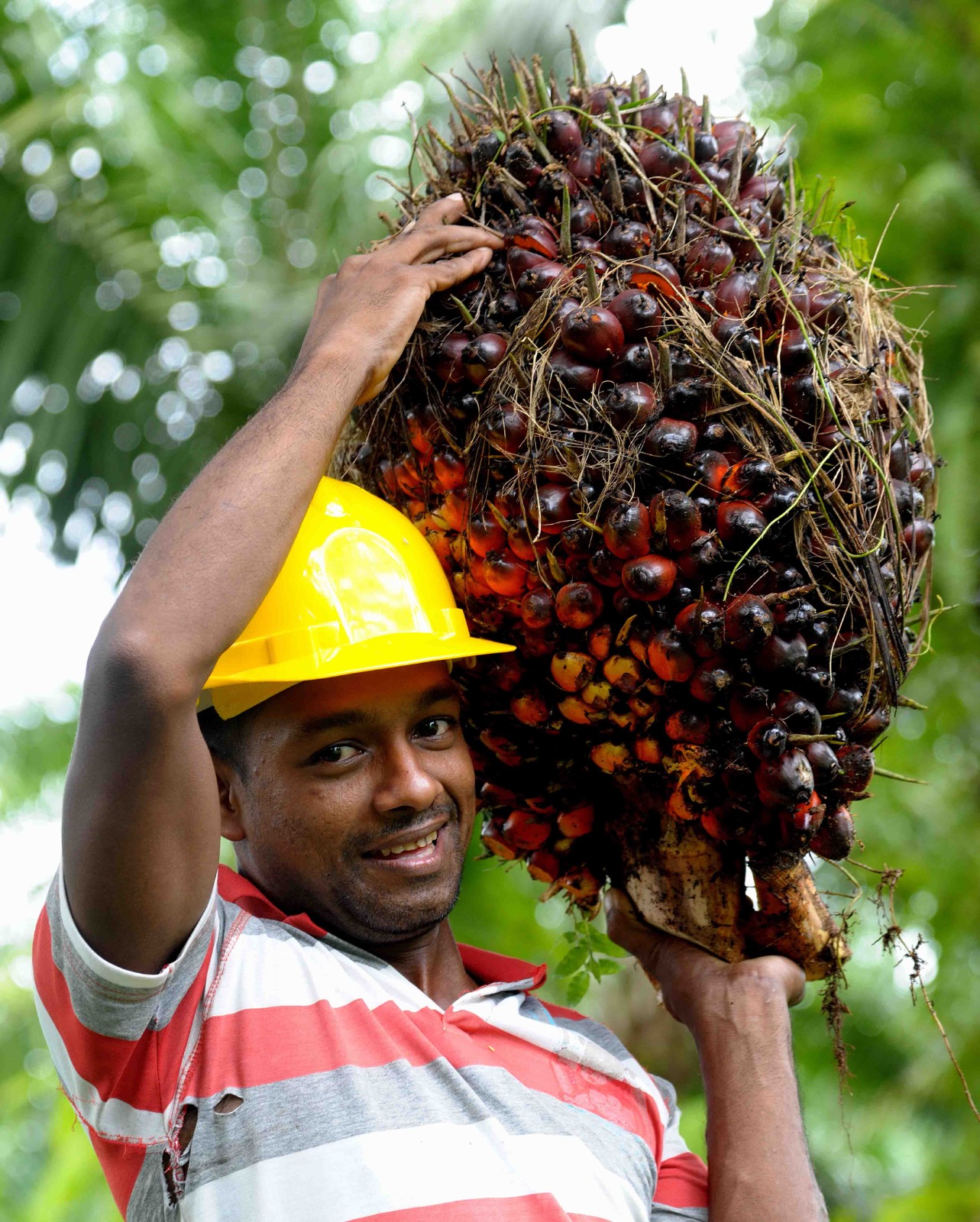 ඩොලර් මිලියන ගණනක ආදායමක් අහිමි කරන පාම් ඔයිල් වගා තහනම ඉවත් කිරීමට හොඳම කාලයයි