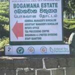 Golden Valleysஇல் இருந்து பசுமை எதிர்காலம் வரை – போகவானா தோட்டத்தின் பயணம்