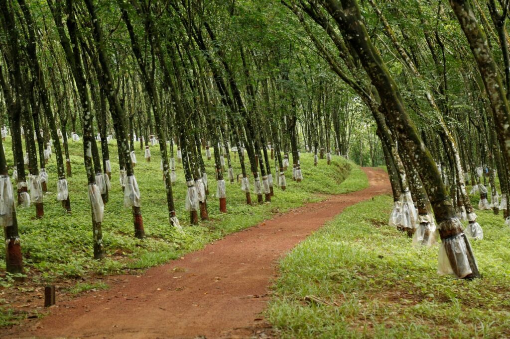 Sri Lanka’s Rubber Industry at a Crossroads Amid Economic and Structural Stress