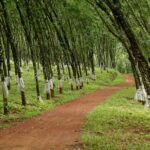Sri Lanka’s Rubber Industry at a Crossroads Amid Economic and Structural Stress