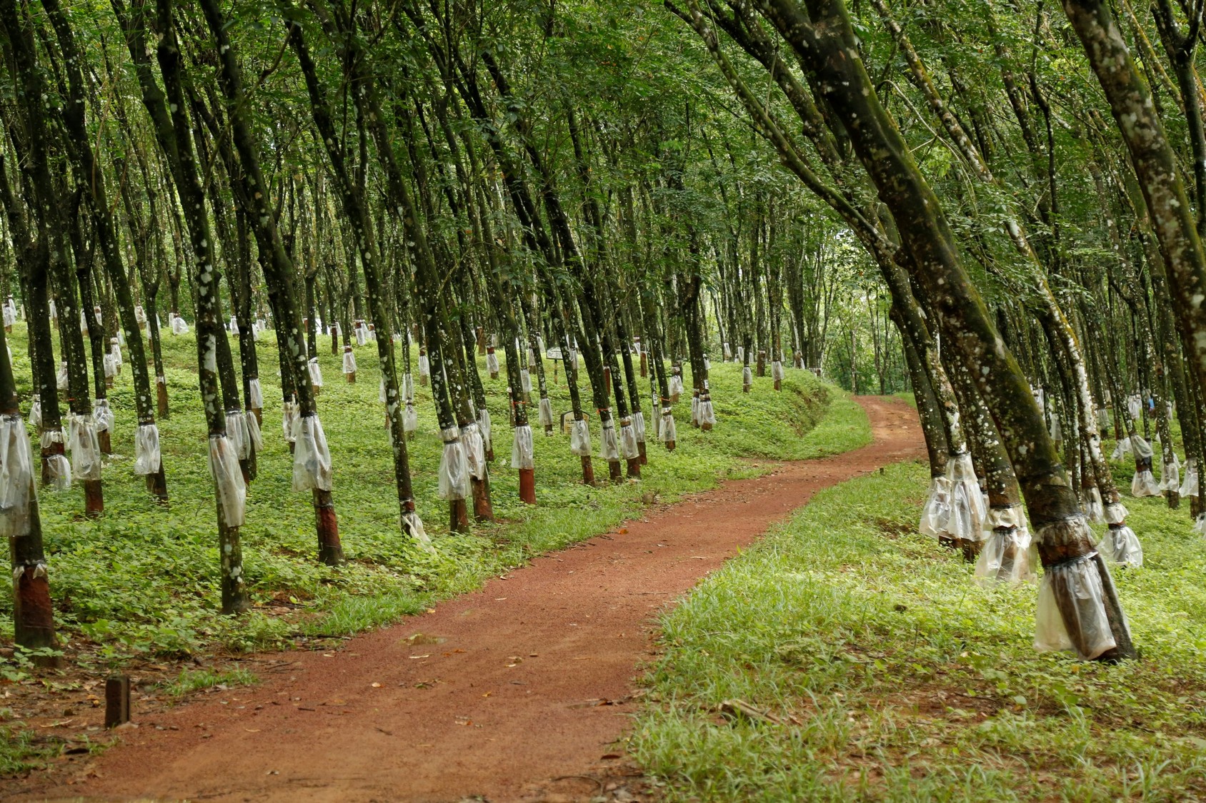 Sri Lanka’s Rubber Industry at a Crossroads Amid Economic and Structural Stress