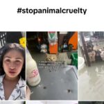 A Little Love for Every Paw, Wing and Whisker Animals Finding a Voice on TikTok