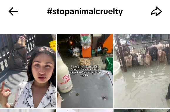 A Little Love for Every Paw, Wing and Whisker Animals Finding a Voice on TikTok