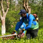 தொழிலாளர் தட்டுப்பாடு காரணமாக இயந்திரங்கள், தரவுகள் மற்றும் புதிய ரக தொழிலாளர்களை நோக்கி நகரும் பெருந்தோட்ட நிறுவனங்கள்