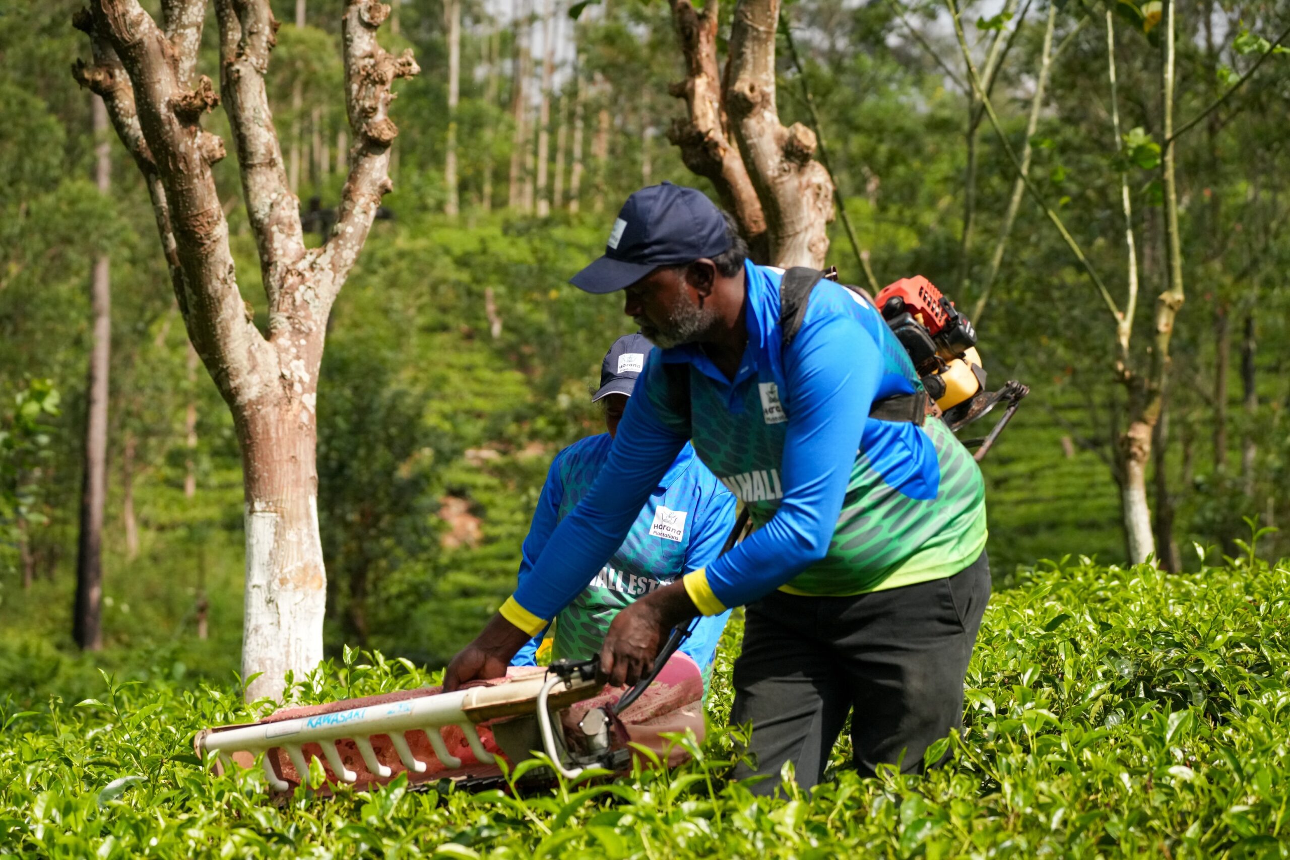 Labour shortages are pushing Plantation Companies towards machines, data and a different kind of worker