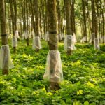 150 years of rubber: A milestone worth celebrating